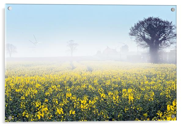 A foggy morning over a field of rape Acrylic by Stephen Mole