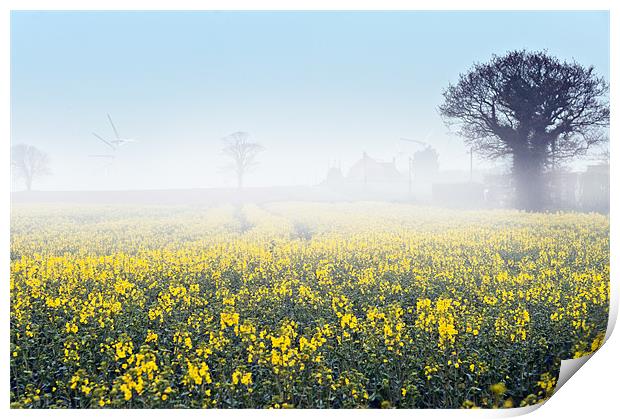 A foggy morning over a field of rape Print by Stephen Mole