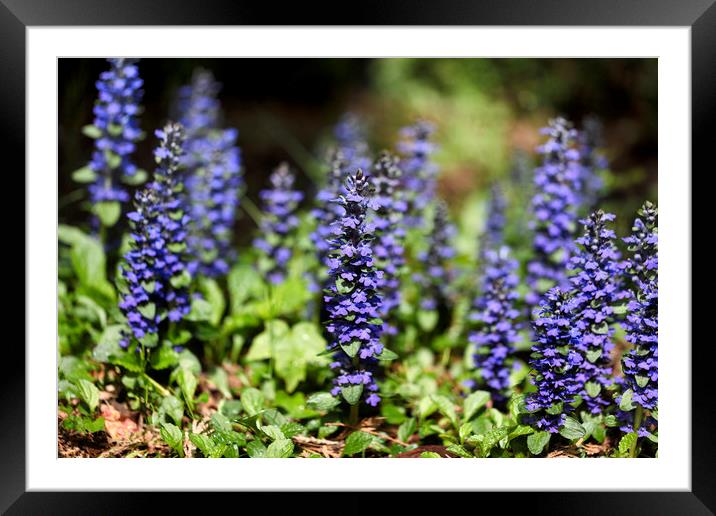 Beautiful purple wild flowers in springtime bloom Framed Mounted Print by Thomas Baker