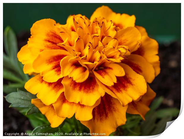 French Marigold Print by Angela Cottingham