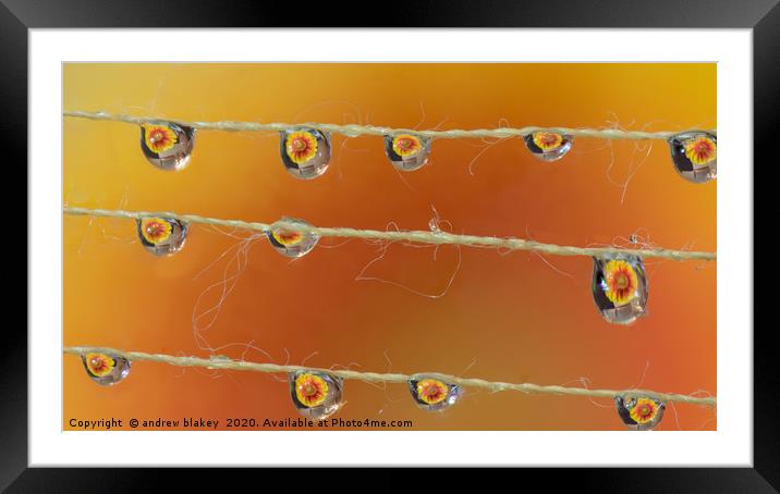 Vibrant Petals in Waterdrops Framed Mounted Print by andrew blakey