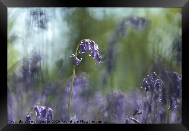 Bluebell flower Framed Print by Simon Johnson