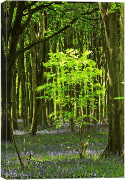 sunlit Beech Tree Canvas Print by Simon Johnson