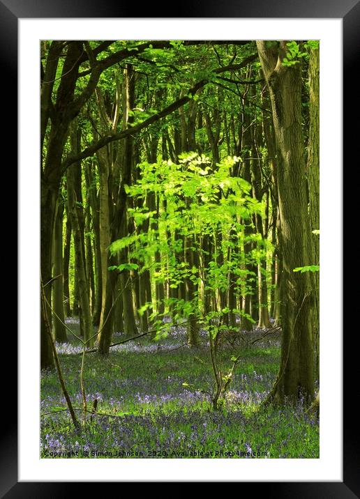 sunlit Beech Tree Framed Mounted Print by Simon Johnson