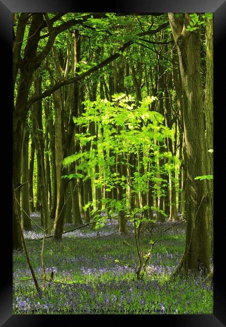 sunlit Beech Tree Framed Print by Simon Johnson