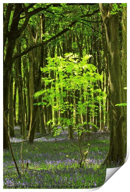 sunlit Beech Tree Print by Simon Johnson