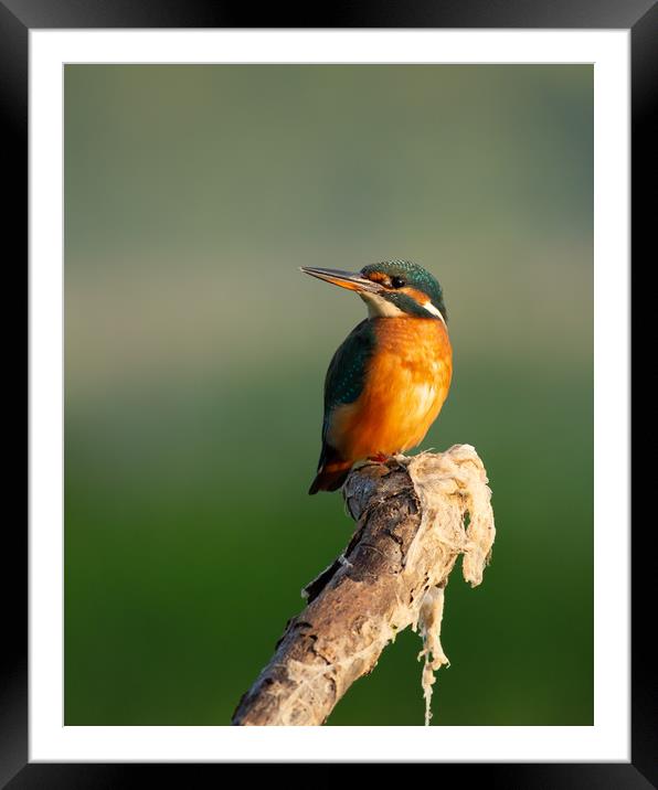 Female Kingfisher on perch Framed Mounted Print by Eddie Deane