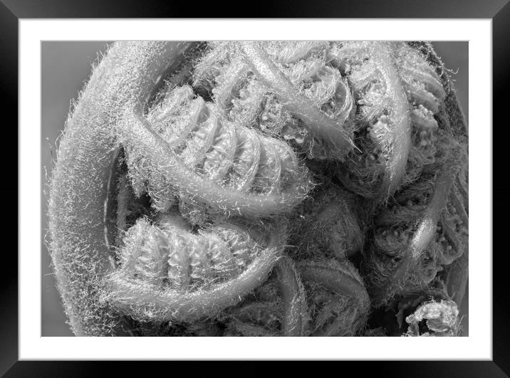 Tasmanian Tree Fern Close-up Framed Mounted Print by Rob Cole