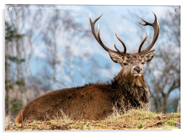 Glencoe Stag Acrylic by John Howie