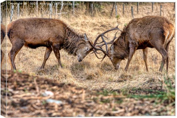 Rutting Stags Canvas Print by John Howie