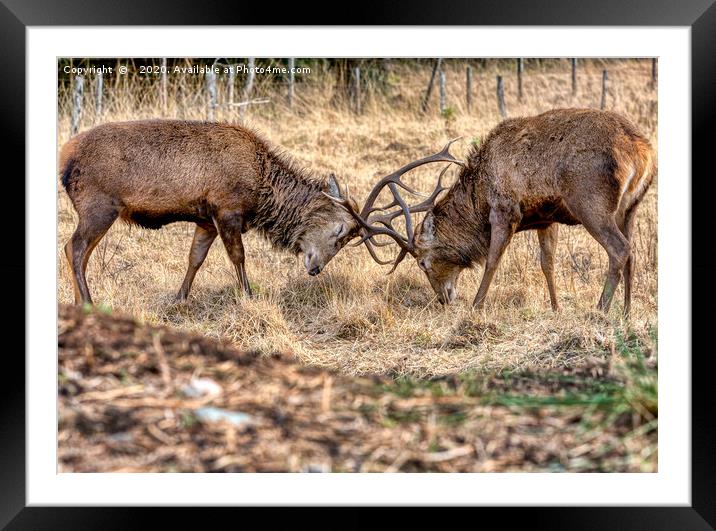 Rutting Stags Framed Mounted Print by John Howie