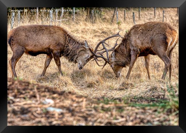 Rutting Stags Framed Print by John Howie