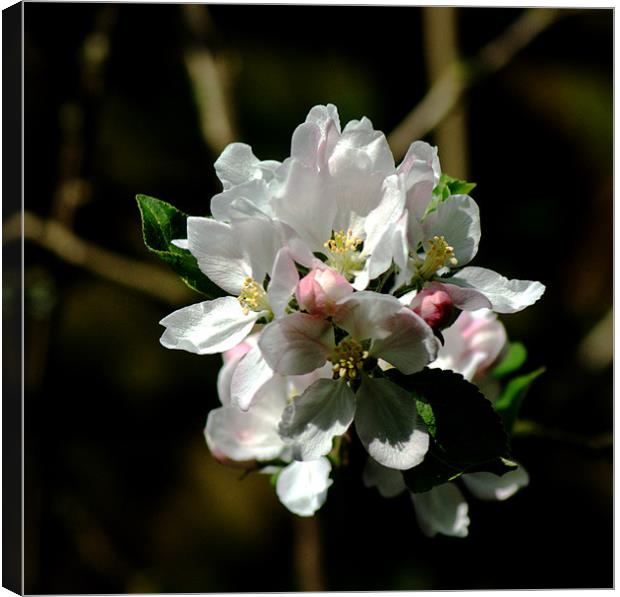 Apple Blossom 3 Canvas Print by Chris Day