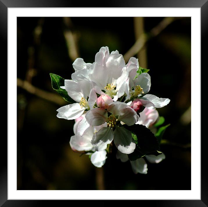 Apple Blossom 3 Framed Mounted Print by Chris Day