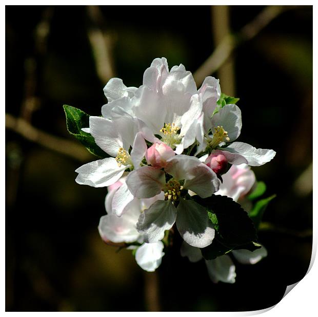 Apple Blossom 3 Print by Chris Day