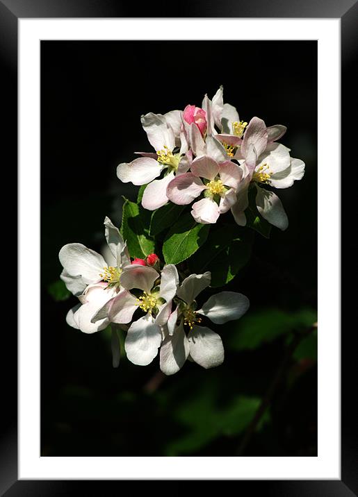 Apple Blossom 4 Framed Mounted Print by Chris Day