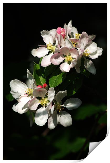 Apple Blossom 4 Print by Chris Day