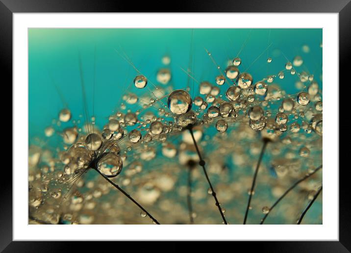 Turquoise Dandelion Drops Framed Mounted Print by Sharon Johnstone