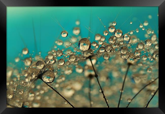 Turquoise Dandelion Drops Framed Print by Sharon Johnstone