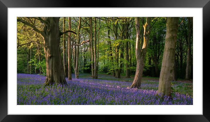 Bluebell Woods Framed Mounted Print by Paul Andrews