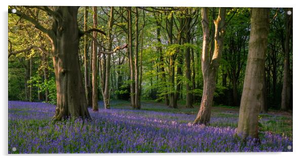 Bluebell Woods Acrylic by Paul Andrews