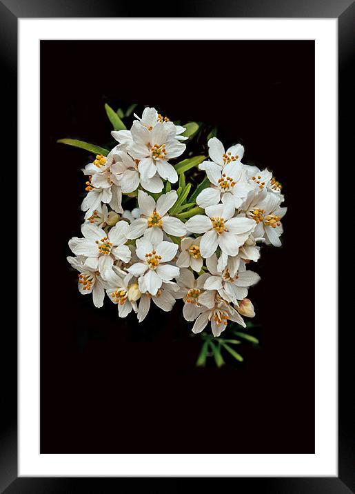 White Blossom on Black Framed Mounted Print by Karen Martin