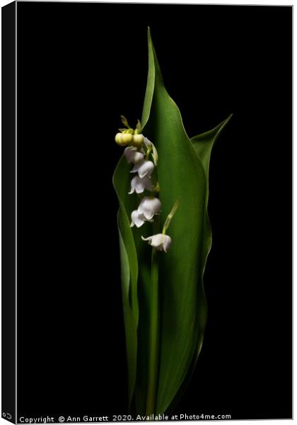Lily of the Valley Canvas Print by Ann Garrett