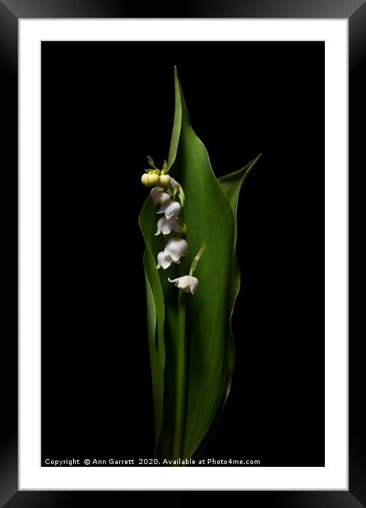 Lily of the Valley Framed Mounted Print by Ann Garrett