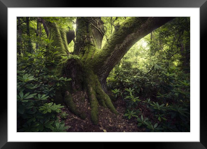 The Ent Framed Mounted Print by Chris Frost