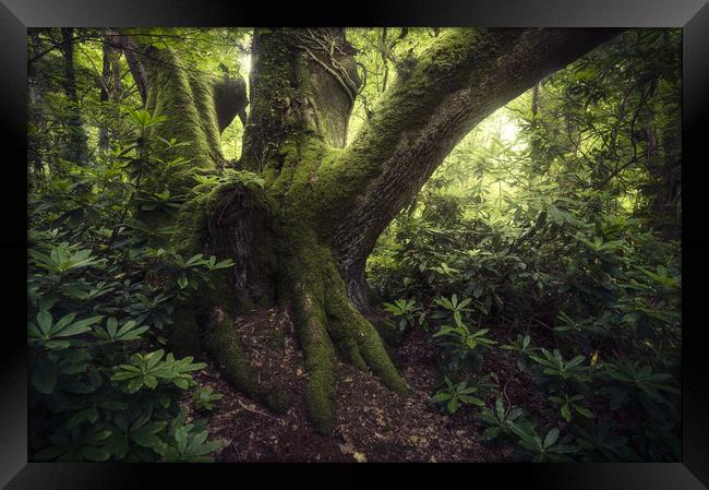 The Ent Framed Print by Chris Frost