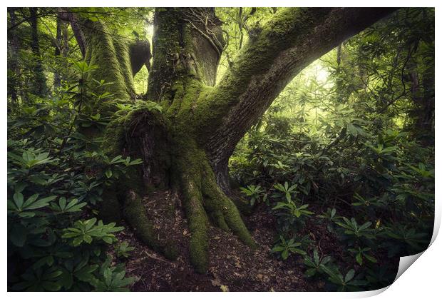 The Ent Print by Chris Frost