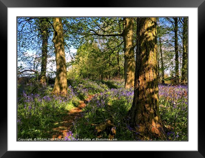 "Blue skies and bluebells " Framed Mounted Print by ROS RIDLEY