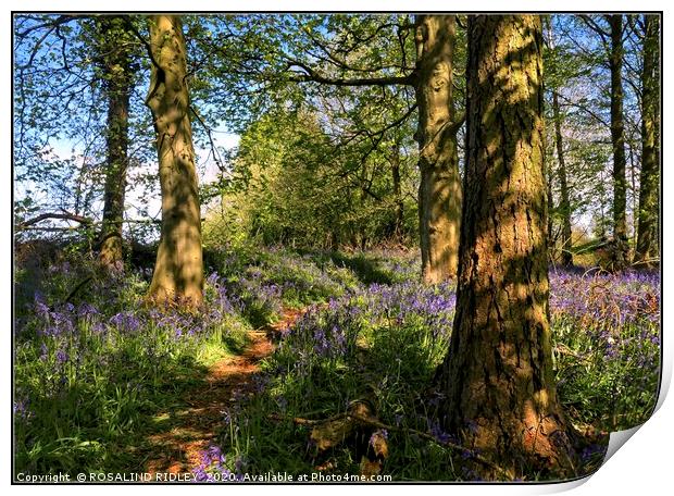 "Blue skies and bluebells " Print by ROS RIDLEY