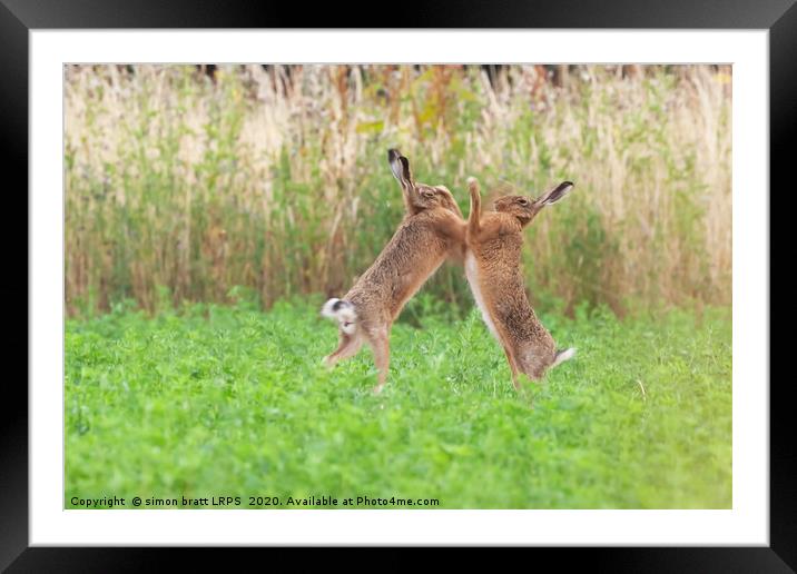 Boxing hares close up in crop field Framed Mounted Print by Simon Bratt LRPS