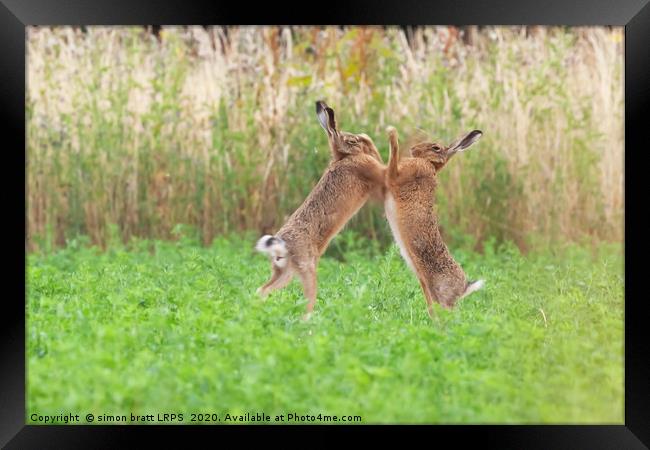 Boxing hares close up in crop field Framed Print by Simon Bratt LRPS