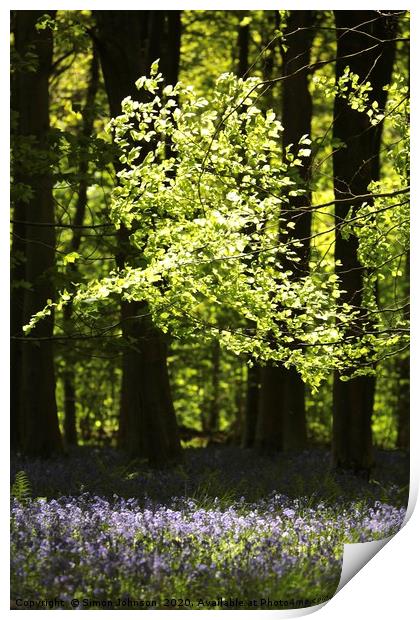 sunlit leaves and bluebells Print by Simon Johnson