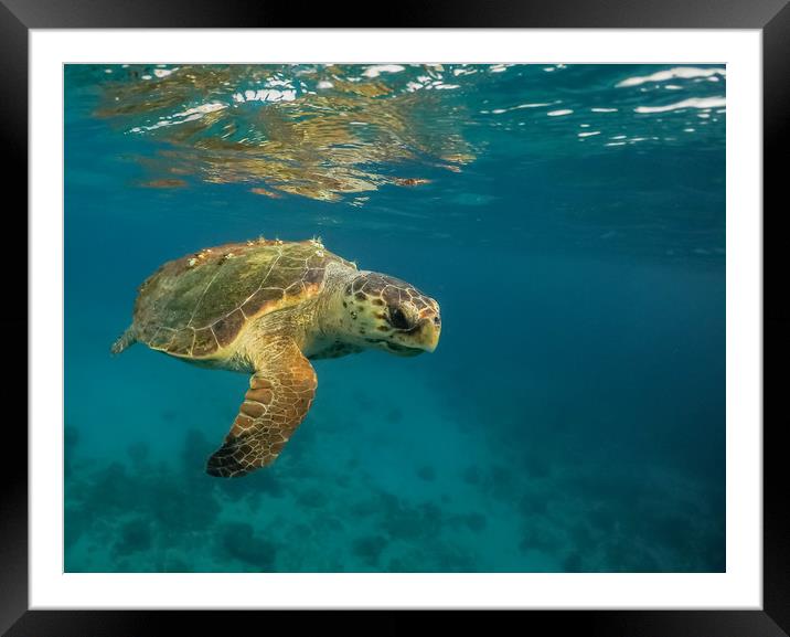 Turtle Views around the Caribbean Island of Curaca Framed Mounted Print by Gail Johnson