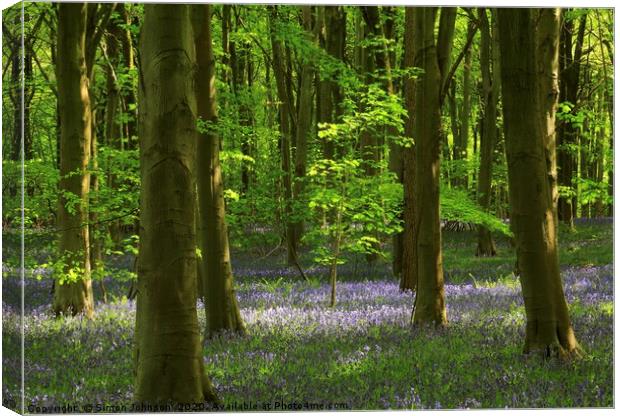 Sunlit tree in bluebell woodland Canvas Print by Simon Johnson