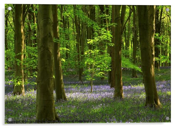 Sunlit tree in bluebell woodland Acrylic by Simon Johnson