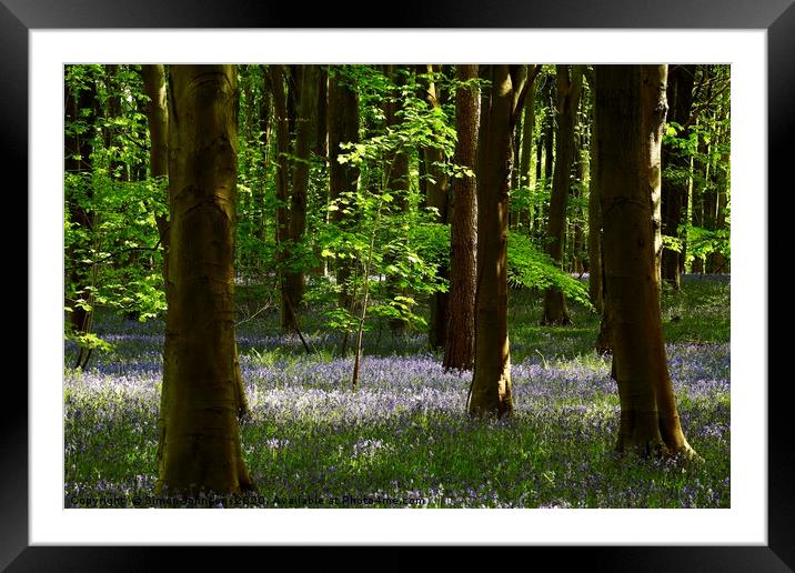 Sunlit Beech Tree Framed Mounted Print by Simon Johnson