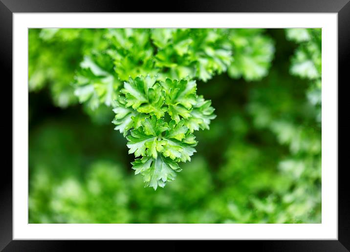 Close up of fresh parsley ready to harvest Framed Mounted Print by Thomas Baker