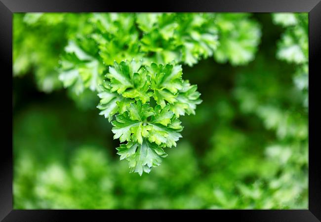 Close up of fresh parsley ready to harvest Framed Print by Thomas Baker