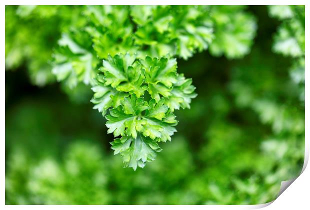 Close up of fresh parsley ready to harvest Print by Thomas Baker