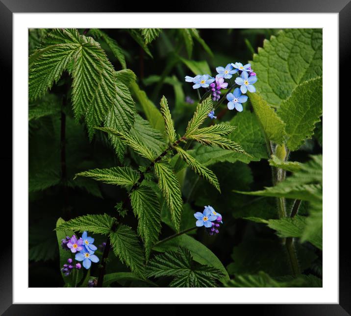 Forget me not Framed Mounted Print by David McCulloch