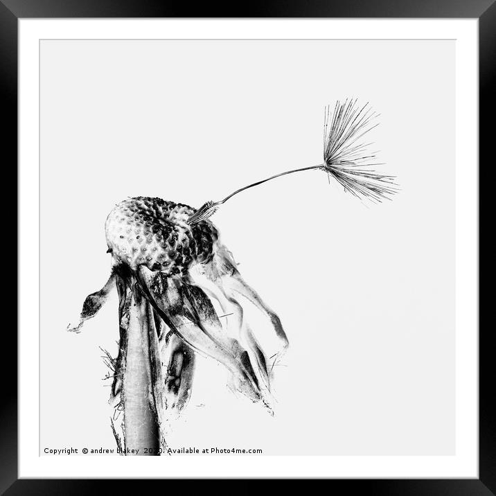 The Final Goodbye of a Dandelion Framed Mounted Print by andrew blakey