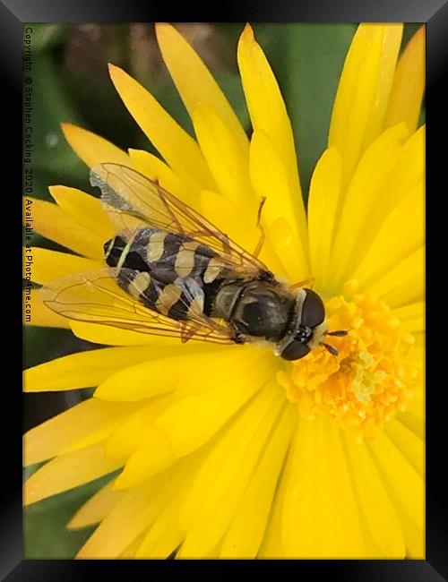 Hoverfly on flower  Framed Print by Stephen Cocking