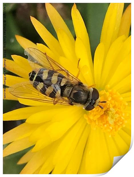 Hoverfly on flower  Print by Stephen Cocking