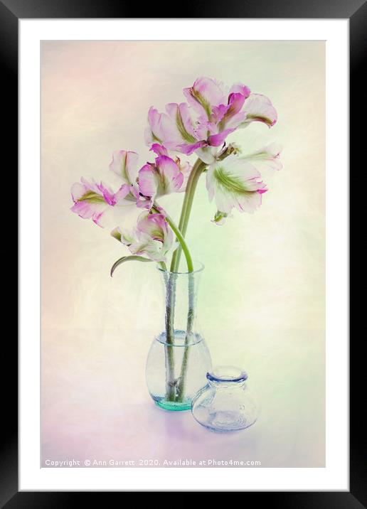 Tulips in a Glass Vase Framed Mounted Print by Ann Garrett