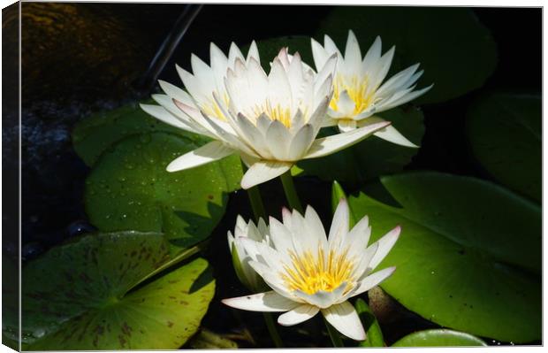 Water lilies Canvas Print by Theo Spanellis