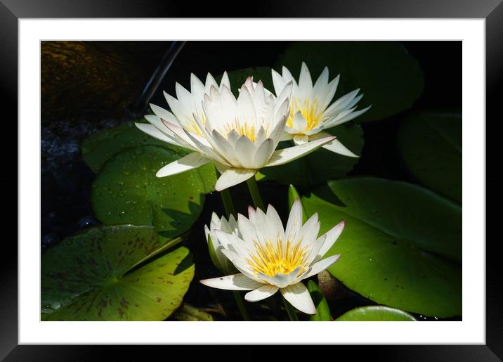 Water lilies Framed Mounted Print by Theo Spanellis